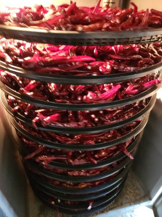 농군님의 참깨 · 영농일지 작성글 사진