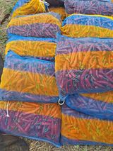 팜모닝 자유주제·자유게시판 게시글 이미지