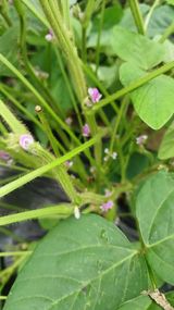 팜모닝 콩·영농일지 게시글 이미지