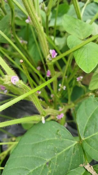 향촌님의 콩 · 영농일지 작성글 사진