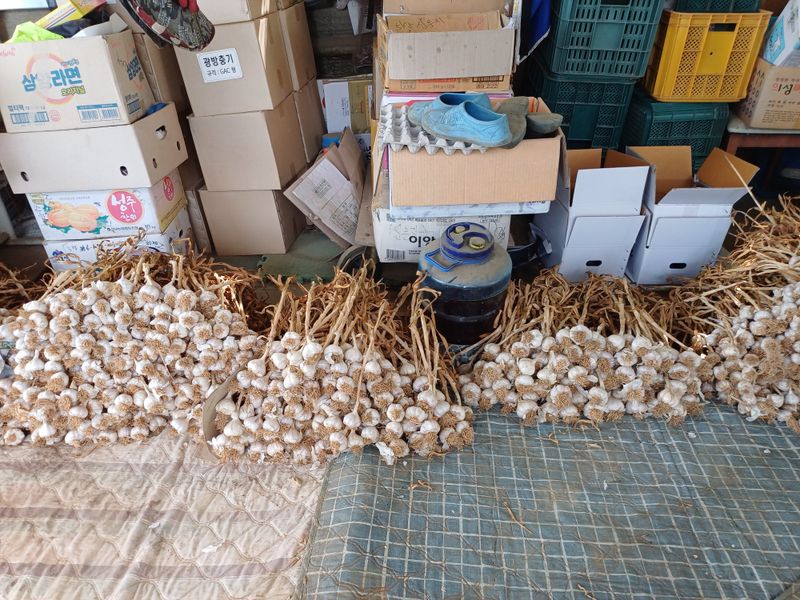 전원수님의 장터 판매 상품 [마늘판매 한지형(의성종)] 첨부 사진