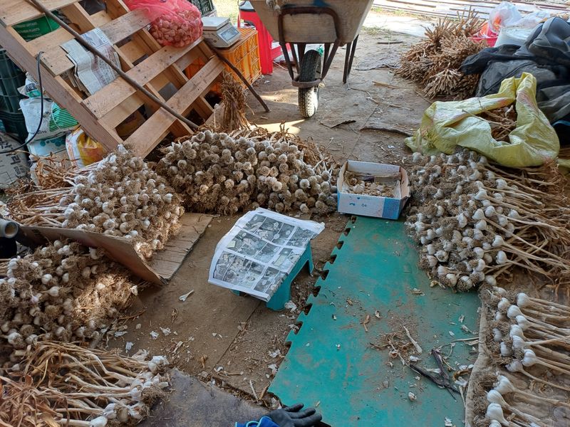 장터 상품 [마늘판매 한지형(의성종)] 썸네일
