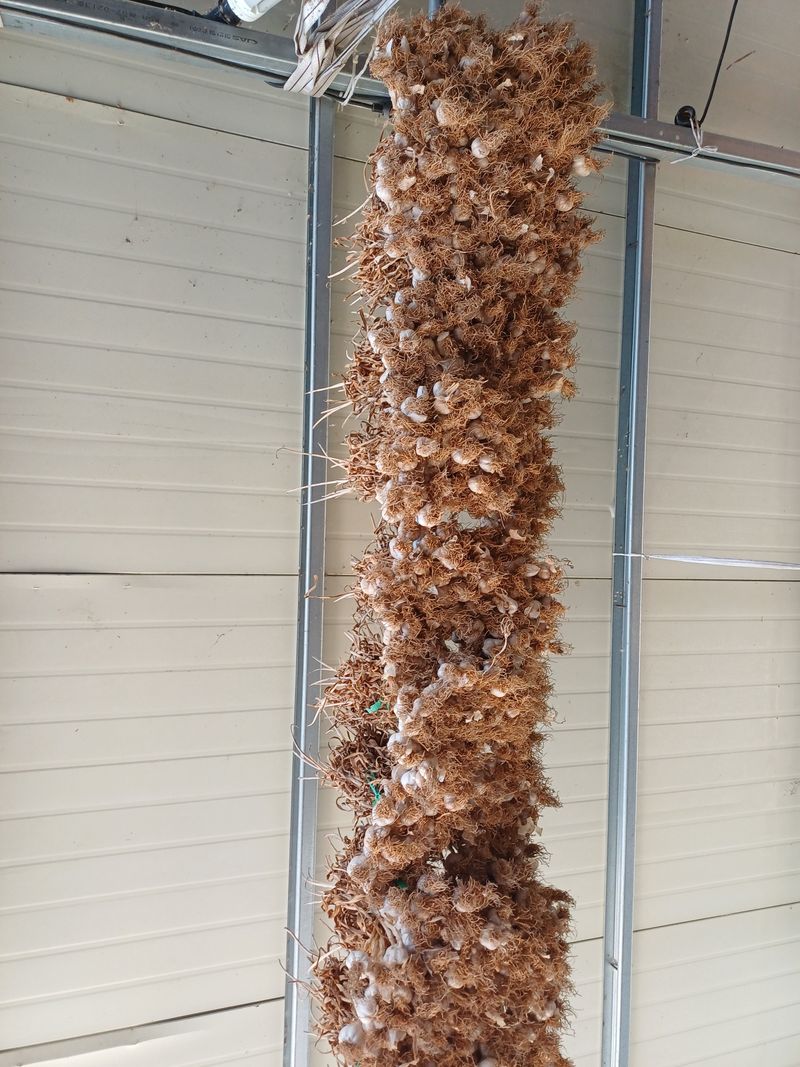 전원수님의 장터 판매 상품 [마늘판매 한지형(의성종)] 첨부 사진