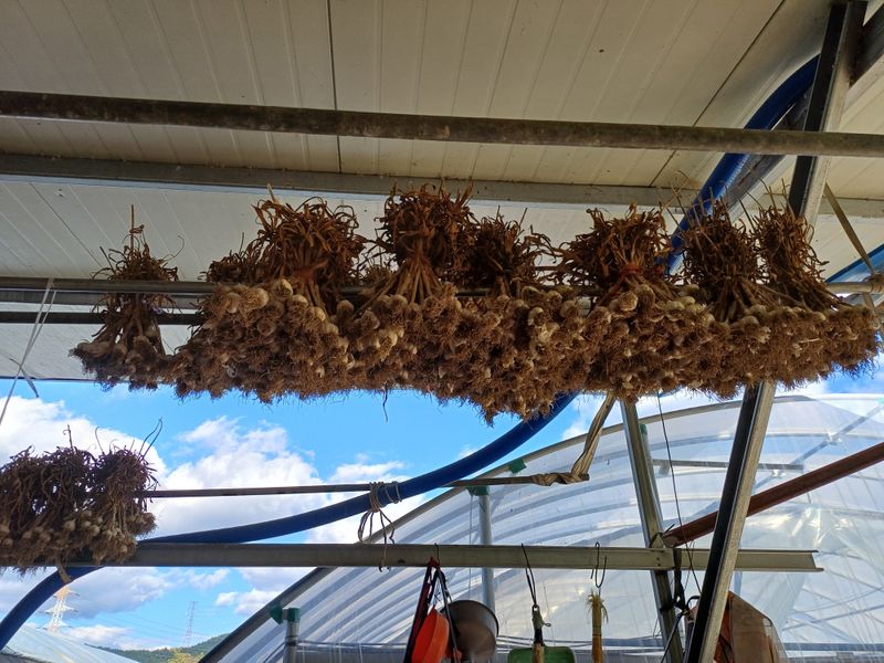 전원수님의 장터 판매 상품 [마늘판매 한지형(의성종)] 첨부 사진