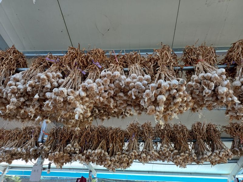 전원수님의 장터 판매 상품 [마늘판매 한지형(의성종)] 첨부 사진