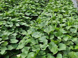 홍도야님의 고구마 · 영농일지 작성글 사진