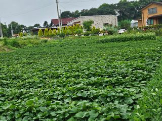 홍도야님의 고구마 · 영농일지 작성글 사진