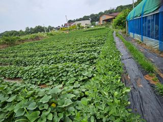 홍도야님의 고구마 · 영농일지 작성글 사진