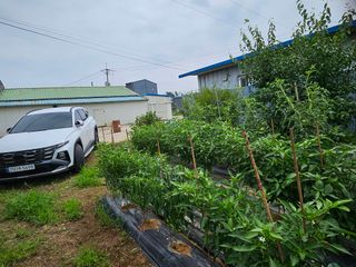 홍도야님의 고구마 · 영농일지 작성글 사진
