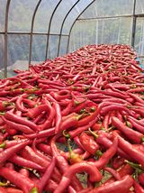 팜모닝 자유주제·자유게시판 게시글 이미지