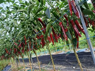 조낙용님의 ☀️8월 농작업 계획 · 참여글 작성글 사진