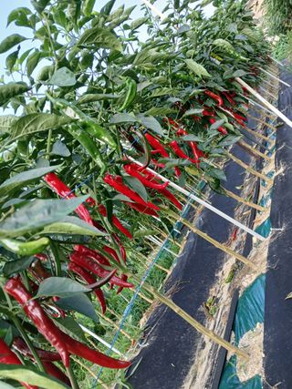 조낙용님의 ☀️8월 농작업 계획 · 참여글 작성글 사진