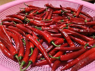 조낙용님의 ☀️8월 농작업 계획 · 참여글 작성글 사진