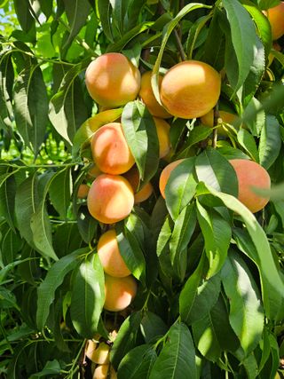 우창구님의 복숭아 · 영농일지 작성글 사진