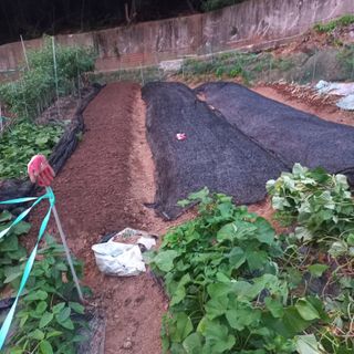 김건우님의 기타작물 · 영농일지 작성글 사진