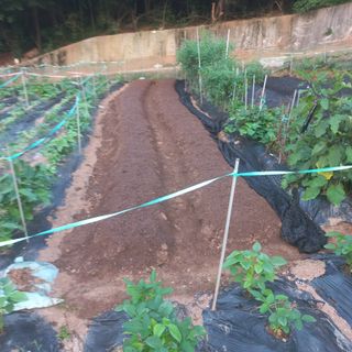 김건우님의 기타작물 · 영농일지 작성글 사진