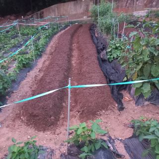 김건우님의 기타작물 · 영농일지 작성글 사진