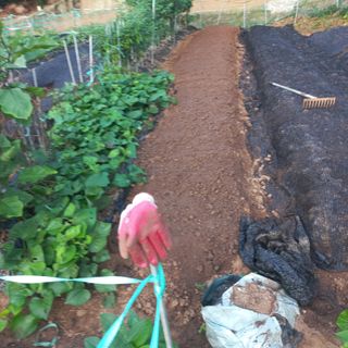 김건우님의 기타작물 · 영농일지 작성글 사진