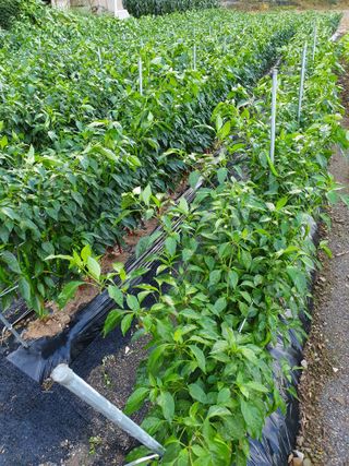 남기탁 님의 고추 · 영농일지 작성글 사진