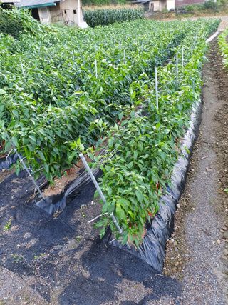 남기탁 님의 고추 · 영농일지 작성글 사진