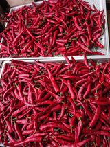 팜모닝 고추·영농일지 게시글 이미지