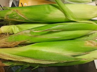 이수진님의 옥수수 · 영농일지 작성글 사진