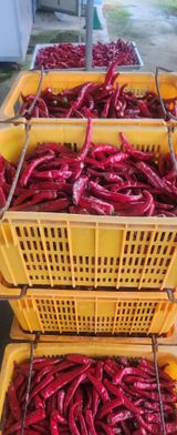 팜모닝 고추·영농일지 게시글 이미지