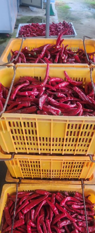 장기수님의 고추 · 영농일지 작성글 사진