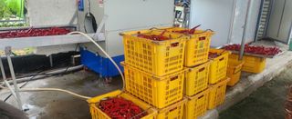 장기수님의 고추 · 영농일지 작성글 사진