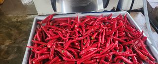 장기수님의 고추 · 영농일지 작성글 사진