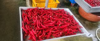 장기수님의 고추 · 영농일지 작성글 사진