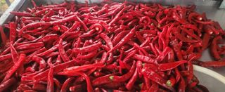 장기수님의 고추 · 영농일지 작성글 사진