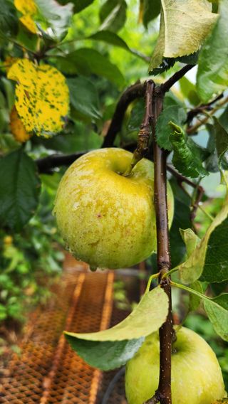 치악산골농부님의 농사, 무엇이든 물어보세요! · 참여글 작성글 사진