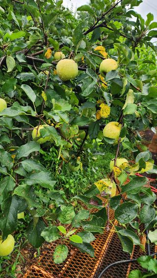 치악산골농부님의 농사, 무엇이든 물어보세요! · 참여글 작성글 사진