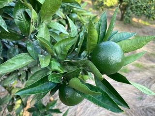 이명희님의 귤 · 영농일지 작성글 사진