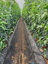 팜모닝 고추·영농일지 게시글 이미지