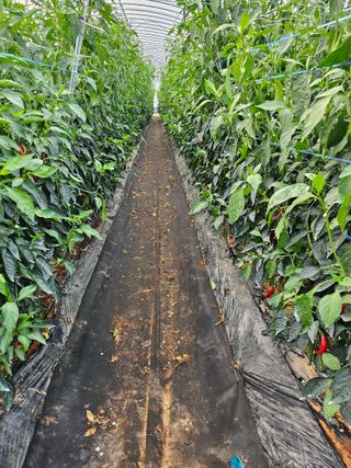 유병규님의 고추 · 영농일지 작성글 사진