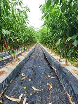 팜모닝 고추·영농일지 게시글 이미지