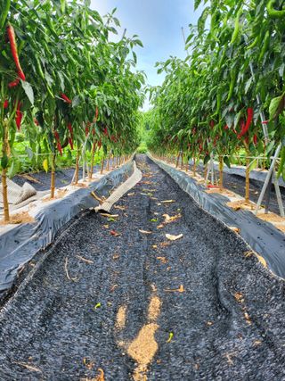 정금천님의 고추 · 영농일지 작성글 사진