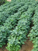 팜모닝 콩·영농일지 게시글 이미지