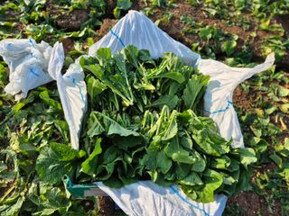 돌산갓스타님의 자유주제 · 자유게시판 작성글 사진