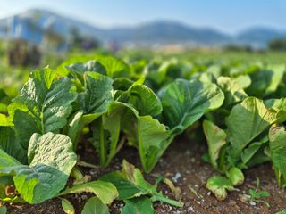 돌산갓스타님의 자유주제 · 자유게시판 작성글 사진