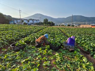 돌산갓스타님의 자유주제 · 자유게시판 작성글 사진