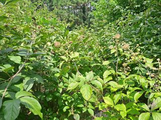 (힐링따오기쉼터)님의 기타작물 · 영농일지 작성글 사진