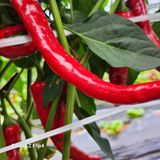 팜모닝 자유주제·자유게시판 게시글 이미지