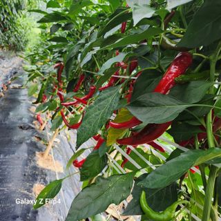 맹태임님의 자유주제 · 자유게시판 작성글 사진