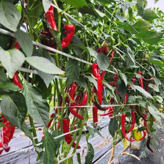 맹태임님의 자유주제 · 자유게시판 작성글 사진