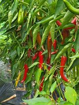 팜모닝 자유주제·자유게시판 게시글 이미지