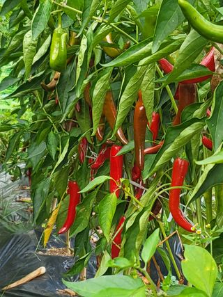 정철규님의 자유주제 · 자유게시판 작성글 사진