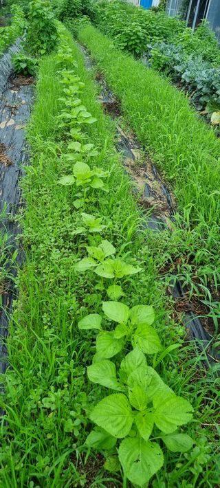 정민지호맘님의 들깨 · 영농일지 작성글 사진